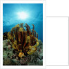 Crinoid (Comanthus parvicirrus). by Anonymous