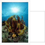 Crinoid (Comanthus parvicirrus). by Anonymous