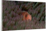 Pink Anemonefish (Amphiprion perideraion) in a Sea Anemone, Pacific Ocean. by Anonymous