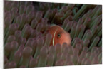 Pink Anemonefish (Amphiprion perideraion) in a Sea Anemone, Pacific Ocean. by Anonymous