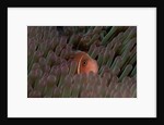 Pink Anemonefish (Amphiprion perideraion) in a Sea Anemone, Pacific Ocean. by Anonymous