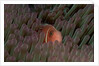 Pink Anemonefish (Amphiprion perideraion) in a Sea Anemone, Pacific Ocean. by Anonymous