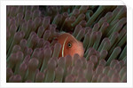 Pink Anemonefish (Amphiprion perideraion) in a Sea Anemone, Pacific Ocean. by Anonymous