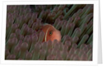 Pink Anemonefish (Amphiprion perideraion) in a Sea Anemone, Pacific Ocean. by Anonymous