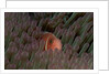 Pink Anemonefish (Amphiprion perideraion) in a Sea Anemone, Pacific Ocean. by Anonymous