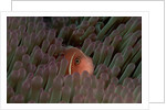 Pink Anemonefish (Amphiprion perideraion) in a Sea Anemone, Pacific Ocean. by Anonymous