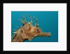 Seahorse head (Hippocampus guttulatus). by Anonymous