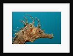 Seahorse head (Hippocampus guttulatus). by Anonymous