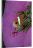 Anemonefish (Amphiprion nigripes) in a Sea Anemone, Pacific Ocean. by Anonymous