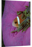 Anemonefish (Amphiprion nigripes) in a Sea Anemone, Pacific Ocean. by Anonymous