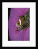 Anemonefish (Amphiprion nigripes) in a Sea Anemone, Pacific Ocean. by Anonymous