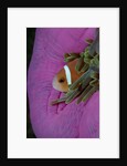 Anemonefish (Amphiprion nigripes) in a Sea Anemone, Pacific Ocean. by Anonymous