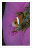 Anemonefish (Amphiprion nigripes) in a Sea Anemone, Pacific Ocean. by Anonymous