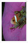 Anemonefish (Amphiprion nigripes) in a Sea Anemone, Pacific Ocean. by Anonymous