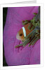 Anemonefish (Amphiprion nigripes) in a Sea Anemone, Pacific Ocean. by Anonymous