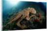 Octopus (Octopus vulgaris) by Anonymous