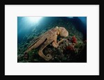 Octopus (Octopus vulgaris) by Anonymous