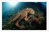 Octopus (Octopus vulgaris) by Anonymous