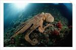 Octopus (Octopus vulgaris) by Anonymous