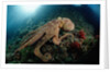 Octopus (Octopus vulgaris) by Anonymous