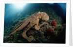 Octopus (Octopus vulgaris) by Anonymous