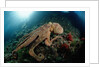 Octopus (Octopus vulgaris) by Anonymous