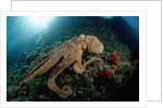 Octopus (Octopus vulgaris) by Anonymous