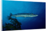 Great Barracuda (Sphyraena barracuda) by Anonymous