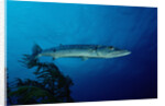 Great Barracuda (Sphyraena barracuda) by Anonymous