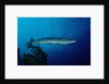 Great Barracuda (Sphyraena barracuda) by Anonymous