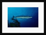 Great Barracuda (Sphyraena barracuda) by Anonymous