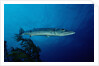 Great Barracuda (Sphyraena barracuda) by Anonymous