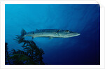 Great Barracuda (Sphyraena barracuda) by Anonymous