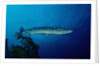 Great Barracuda (Sphyraena barracuda) by Anonymous