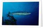 Great Barracuda (Sphyraena barracuda) by Anonymous