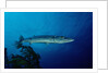 Great Barracuda (Sphyraena barracuda) by Anonymous