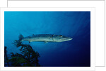 Great Barracuda (Sphyraena barracuda) by Anonymous
