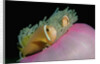 Anemonefishes (Amphiprion nigripes) in a Sea Anemone, Pacific Ocean. by Anonymous