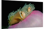 Anemonefishes (Amphiprion nigripes) in a Sea Anemone, Pacific Ocean. by Anonymous