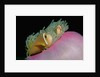 Anemonefishes (Amphiprion nigripes) in a Sea Anemone, Pacific Ocean. by Anonymous