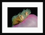 Anemonefishes (Amphiprion nigripes) in a Sea Anemone, Pacific Ocean. by Anonymous