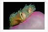 Anemonefishes (Amphiprion nigripes) in a Sea Anemone, Pacific Ocean. by Anonymous