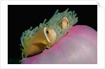 Anemonefishes (Amphiprion nigripes) in a Sea Anemone, Pacific Ocean. by Anonymous