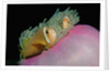 Anemonefishes (Amphiprion nigripes) in a Sea Anemone, Pacific Ocean. by Anonymous