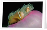 Anemonefishes (Amphiprion nigripes) in a Sea Anemone, Pacific Ocean. by Anonymous