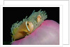 Anemonefishes (Amphiprion nigripes) in a Sea Anemone, Pacific Ocean. by Anonymous