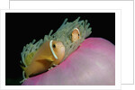 Anemonefishes (Amphiprion nigripes) in a Sea Anemone, Pacific Ocean. by Anonymous