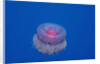 Crown Jellyfish (Netrostoma setouchina), Red Sea, Egypt. by Anonymous