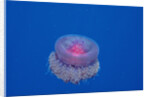 Crown Jellyfish (Netrostoma setouchina), Red Sea, Egypt. by Anonymous