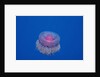 Crown Jellyfish (Netrostoma setouchina), Red Sea, Egypt. by Anonymous